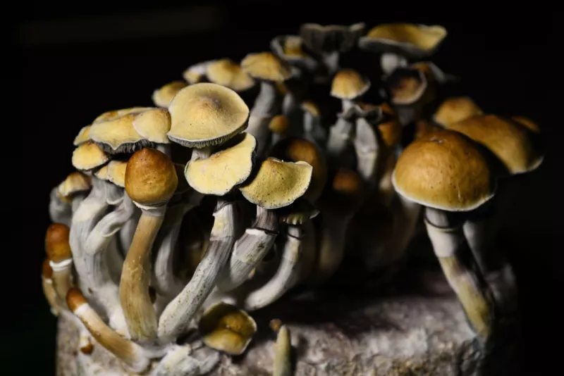 Do Shrooms Show Up on a Urine Test