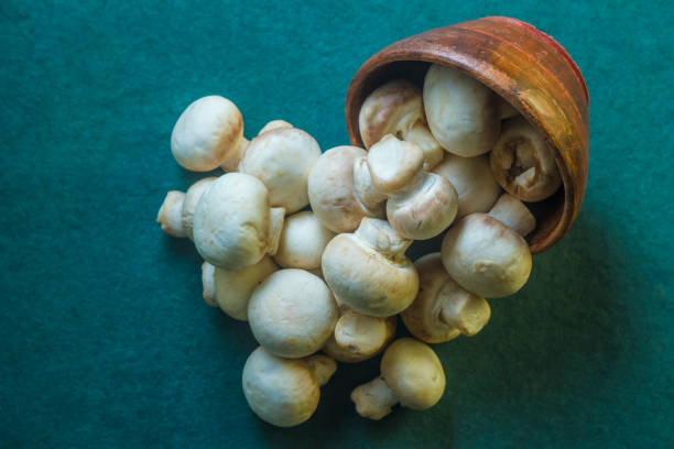 how long do mushrooms stay in your system