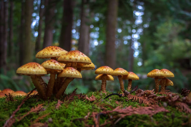how long do mushrooms stay in your system