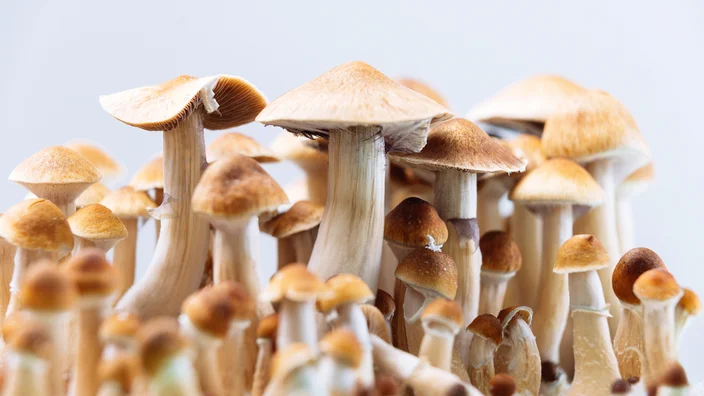 Do Shrooms Show Up on a Urine Test